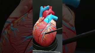 Anterior interventricular groove of heart shorts heart [upl. by Goddart]