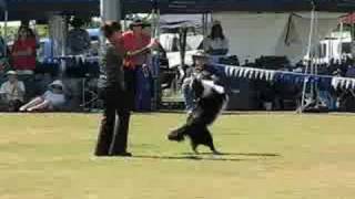 Border Collie Dancing Dog [upl. by Yroc]