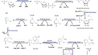 Nucleotide Metabolism  Purine Biosynthesis 1 Up to IMP [upl. by Buatti423]