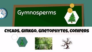 Types of gymnosperms [upl. by Ru]