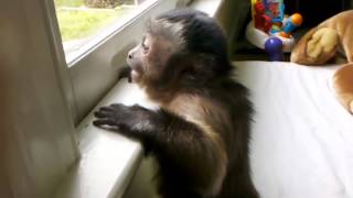 Jorge the Capuchin Monkey Loves His Uncle Mickey 41812 [upl. by Stagg]