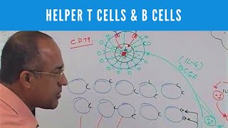 Helper T cells  CD4 and B cells  Lymphocytes  Immunology [upl. by Ku]