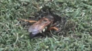 Cicada Killer Wasp Prepares her Burrow [upl. by Aivatan508]