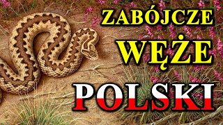 Każdy Polski Wąż Może Zabić 🐍 [upl. by Yeltnarb]