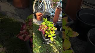 Hydrangea flowerfriday Bigger pot for my hydrangea gardentours Garden Tour [upl. by Idaline514]