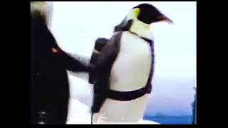 2005 Duracell Penguin TV Commercial [upl. by Atniuq]