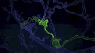 Building Neurons in 3D [upl. by Neil]