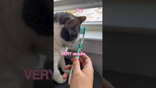 If you brush your cat with a wet toothbrush it reminds them of their mom🥺 shorts catvideos [upl. by Hernando280]