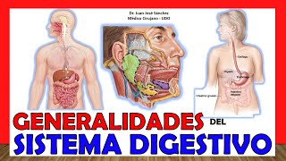 🥇 SISTEMA DIGESTIVO en 16 Minutos ¡Fácil y Sencillo [upl. by Golter]