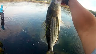 Striped bass fishing [upl. by Trbor]