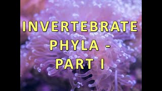 Invertebrate Phyla  Part I [upl. by Yrtua]