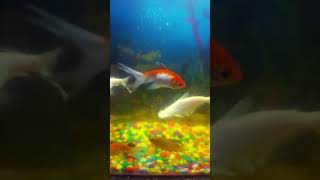 Freeze dried tubifex worms fish feedingfishtankshortfish [upl. by Ahcurb13]