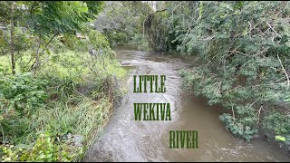 Little Wekiva River Upstream 4K Hurricane MIlton [upl. by Ahsieket201]