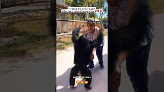 A Heartwarming Reunion The Chimpanzee Who Never Forgot animalrescue shorts videos viralvideo [upl. by Weinshienk]