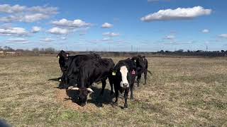 6 Head of Angus and Brangus Bred Cows 010102  Cattle for sale [upl. by Duntson347]