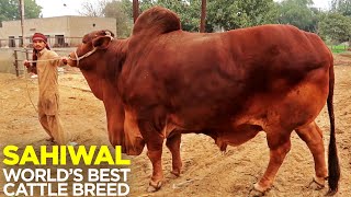 Sahiwal  Heaviest Bulls  Worlds Best Cattle Breed  Decent Cattle Farm [upl. by Whiffen362]