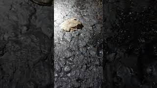 i think its a grey tree frog is someone knows please drop a comment tiny frog [upl. by Akiras]