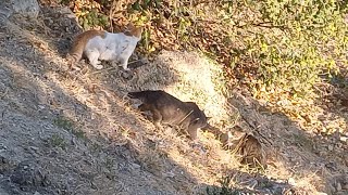 Grey cat turned the table on Dipper 🤣 [upl. by Adnohsad]