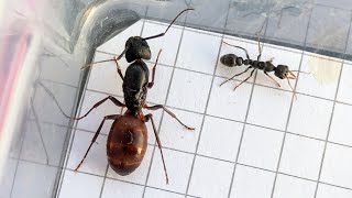 Camponotus CA02 USA vs Myrmecia urens Australia 09112024 [upl. by Nnov]