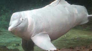 Orinocodolfijn  AmazonasFlussdelfin  Amazon river dolphin  ZOO Duisburg 2016 [upl. by Craggy]