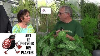 Conseils jardinage syngonium podophyllum Entretien et arrosage Plante dintérieur [upl. by Jilleen]