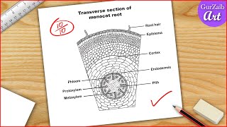 Monocot root diagram drawing  Easy step by step [upl. by Benton]