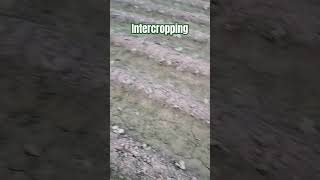 Intercropping farminglifeinanotherworld agriculturefield villagelife viralshorts song [upl. by Merchant]