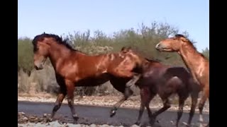 Wild Horse Action at the Salt River by Karen McLain [upl. by Annodahs]