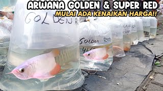 ARWANA GOLDEN amp SUPER RED MULAI ADA KENAIKAN HARGA‼️LAPAK PAGI PASAR IKAN HIAS JATINEGARA [upl. by Ahsykal218]