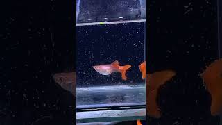 This is how guppy fish give birth to their young breading fish guppy [upl. by Gehlbach]