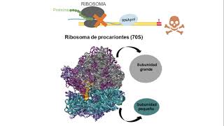 Antibióticos que inhiben síntesis de proteínas [upl. by Eenaj]