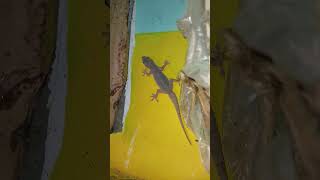 lizard video big lizard chhipkali video gecko video big lizard video big chhipkali videolizard [upl. by Schluter858]