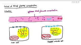 1410 How our cells process glucose Cambridge AS A Level Biology 9700 [upl. by Olra]