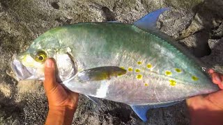 CATCH AND COOK  Yellow Spot Papio on live Oama  Live Bait  Papio fishing  Hawaii Fishing [upl. by Bittencourt]