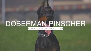 DOBERMAN PINSCHER A DOG LOVERS INTRODUCTION [upl. by Nytsirk]