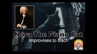 Nora The Piano Cat Improvises To Bach [upl. by Faludi]