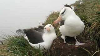 Bird Island albatrosses in October [upl. by Asennav304]