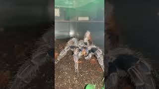 Aphonopelma Seemanni feeding time Our gorgeous girl FANG tarantula tarantulafeeding aphonopelma [upl. by Aipotu]