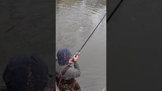 Steelhead Fishing in Wisconsin shorts fishing troutfishing [upl. by Atinit]