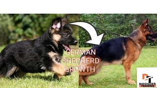 German Shepherd Puppy Growing Up 8 Weeks  1 Year  by quot doggies training [upl. by Lihkin908]