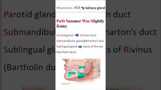 Ductal system of salivary gland shorts salivaryglands [upl. by Donald293]