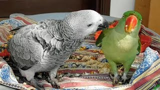 Alexandrine Parrot and African Grey Parrot [upl. by Marcoux]