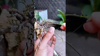 Shaping a Bonsai Tree and How I Do It Regularly bonsai diybonsai bonsaitree bonsaistyling [upl. by Geoff]