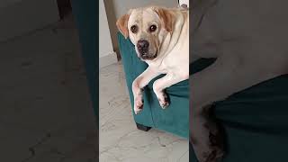 Khali time bs bhonk ke logo ko Darna h 😁😁cutebaby doglover funny love [upl. by Elia]