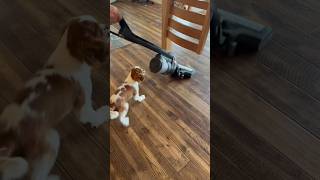 Puppy vs Vacuum Dog Behavior Specialist Deb Nabb The Mutt Master Reactive Dogs [upl. by Baoj]