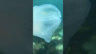 Sea salp  Nearly invisible sea creature🤯🔥facts science [upl. by Drobman]