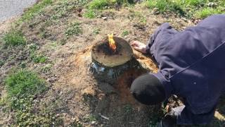 The most amazing way to remove a stump E16 [upl. by Itsirk560]