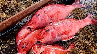 Kumu Catch And Cook  Hawaii Spearfishing For Reds [upl. by Ricky]