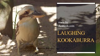 Laughing Kookaburra Dacelo Novaeguineae [upl. by Gere]