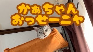 ツンデレ猫を叱ったら、急に赤ちゃん化して骨抜きになる…うちの猫のややこやしい甘え方❤ Spoiled Cat Like a Baby [upl. by Auqenahc849]